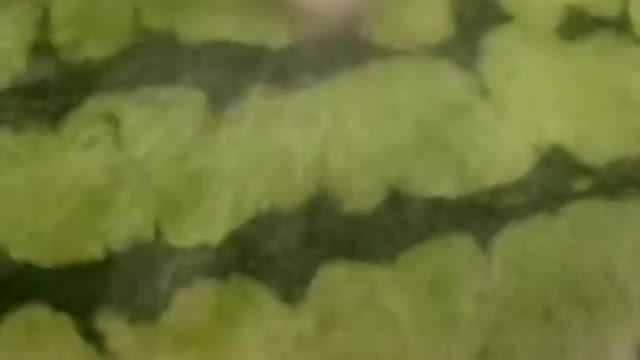 french bulldog magic trick (watermelon frenchie)