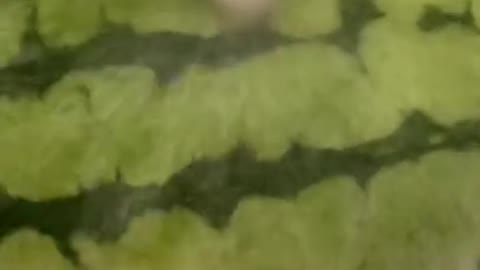 french bulldog magic trick (watermelon frenchie)