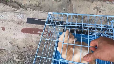 Cute cat | Take care of the best cats and dogs
