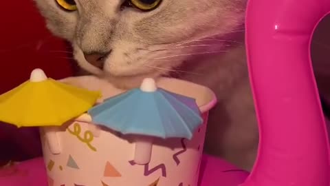 my cat wants to go to the beach