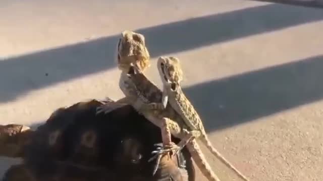 Turtles driving by lizards