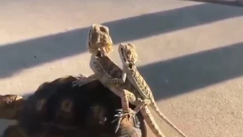 Turtles driving by lizards