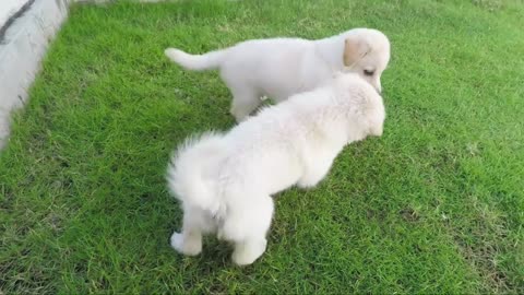 Doggi masti