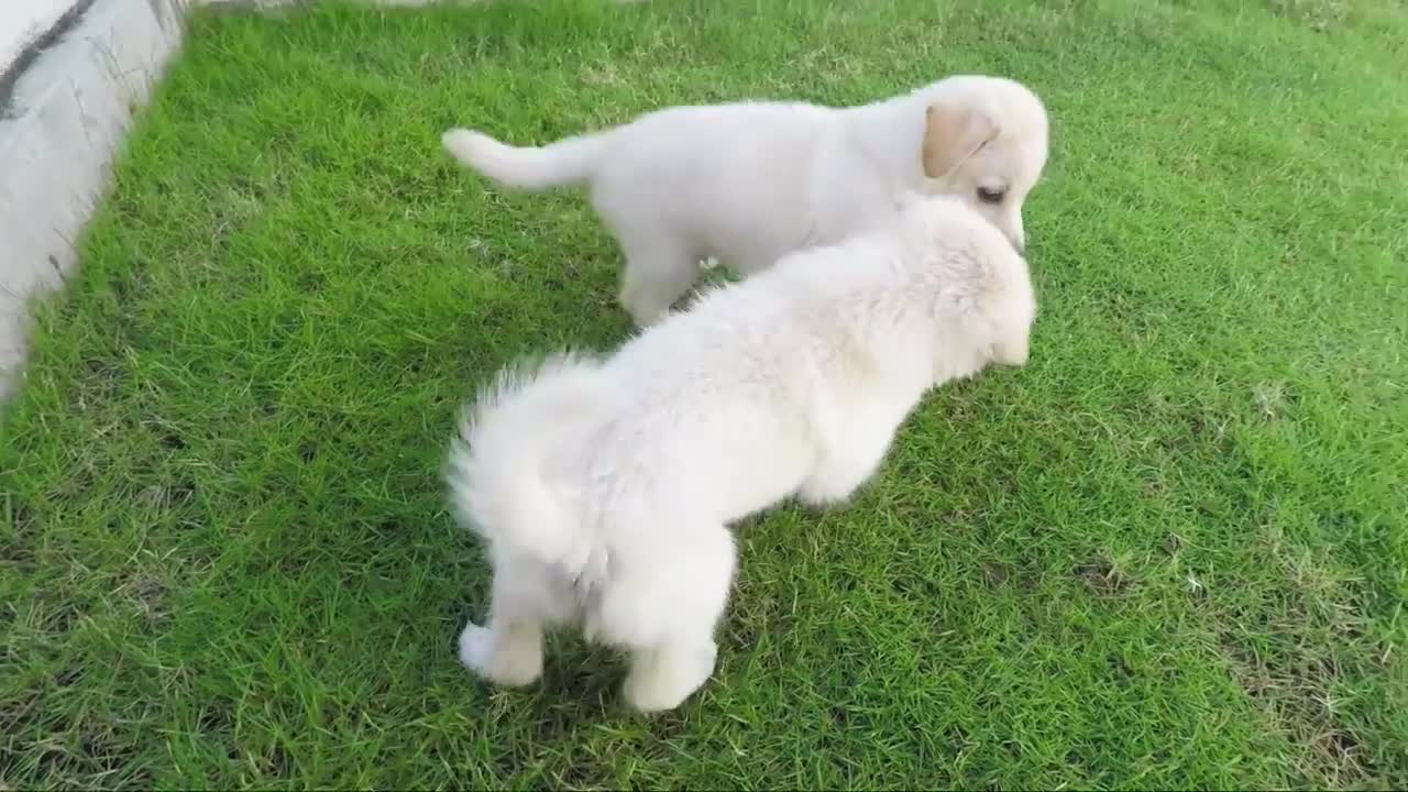 Doggi masti
