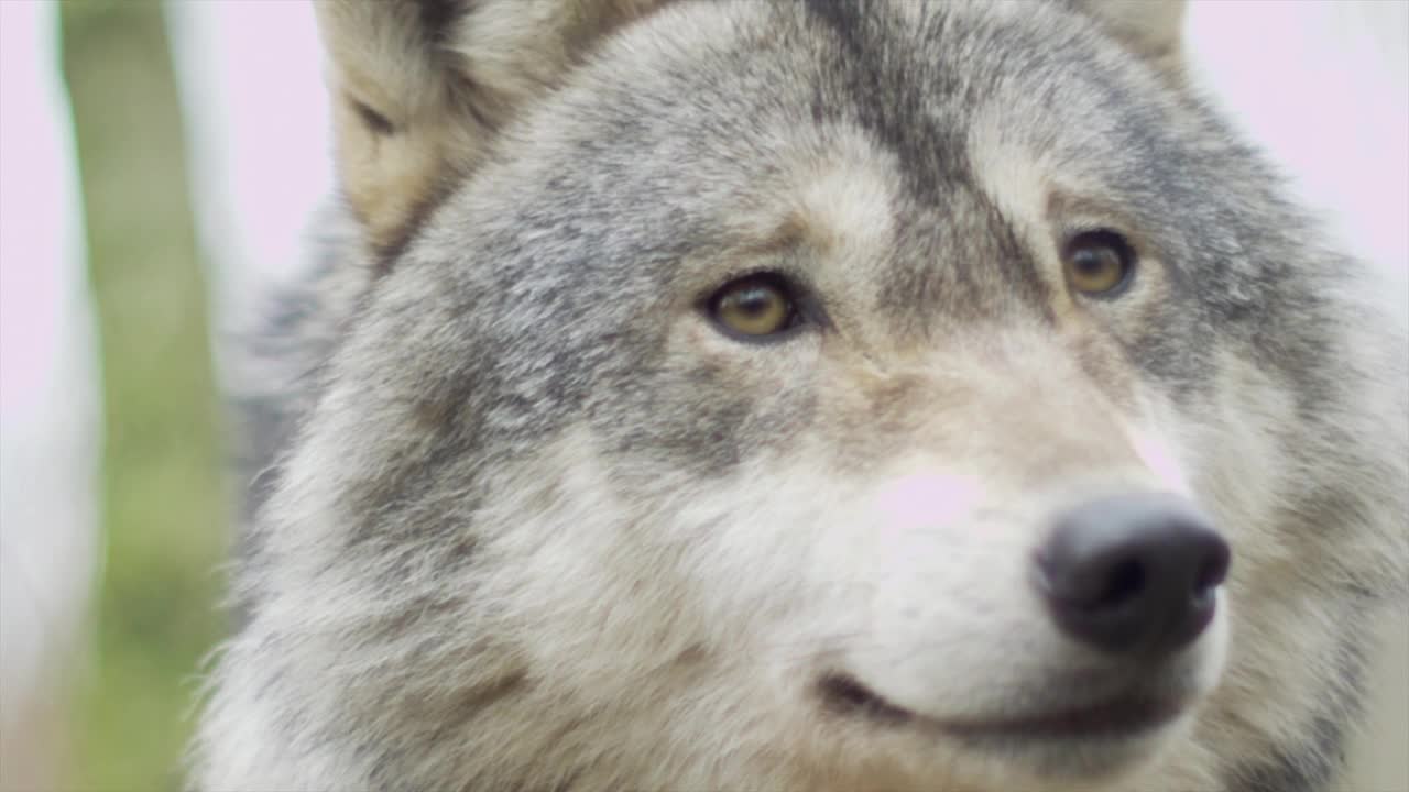 Wolf dog is a strange animal in the snow