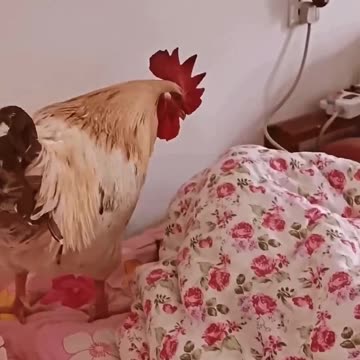 "Rise and Shine with the Ultimate Alarm Clock"