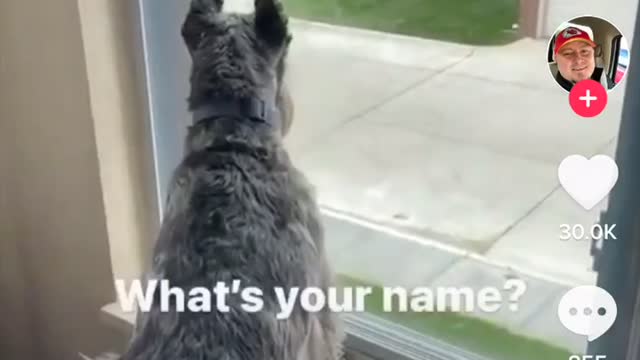 WHEN YOUR PETS KNOW HOW TO SPEAK ENGLISH