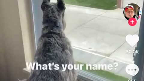 WHEN YOUR PETS KNOW HOW TO SPEAK ENGLISH