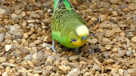 A beautiful and wonderful parrot, words cannot describe