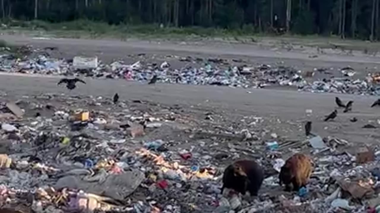 Hungry Black Bears Pick Through Landfill