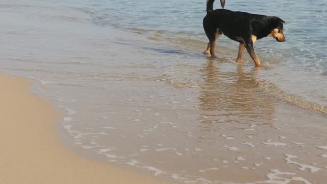 dog river video 2022