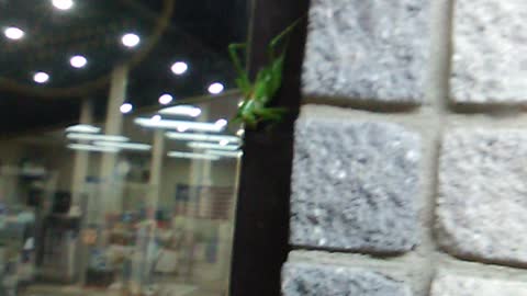 Super Spricket