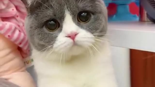 Very Cute Cat, Mini Kitten, Funniest Cat Moments, Tik Tok Cat Funny, Tik Tok. #Shorts