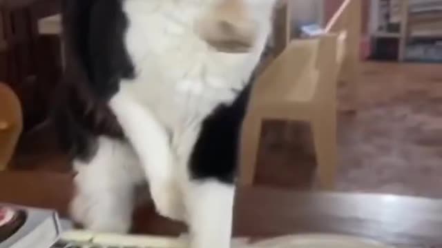 Funniest animals 🐧 - Funny animal videos don't stop laughing 2021
