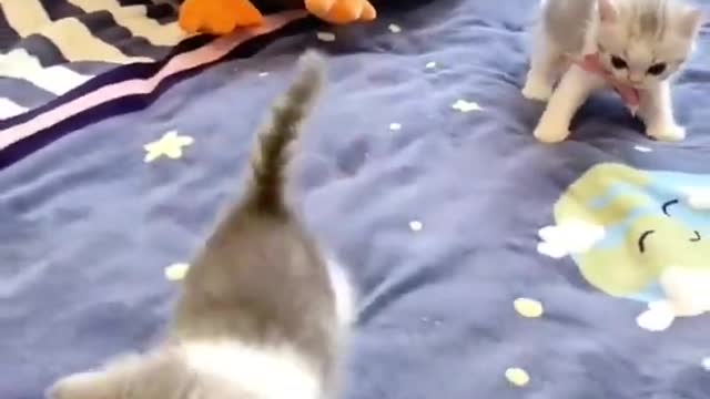 cats love