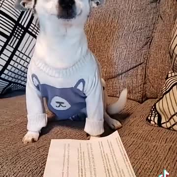 adorable puppy reaction when owner ask to pay his bill.mp4