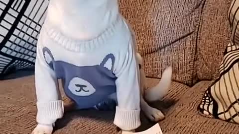 adorable puppy reaction when owner ask to pay his bill.mp4