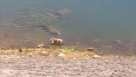 The Crocodile takes the dog into the water ..😒