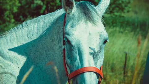 Beautiful White Horse Standing in Front of Camera and Looks Ahead