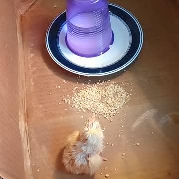 Tweet the second new home