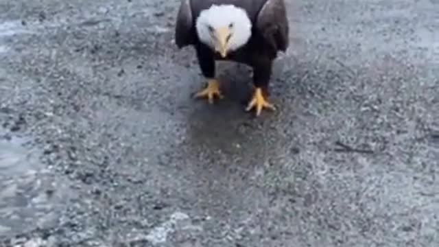 Close encounter with a bald eagle