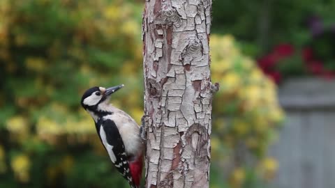 woodpecker and lucky tree