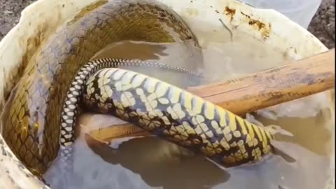 Snack in bucket