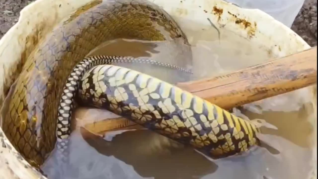 Snack in bucket