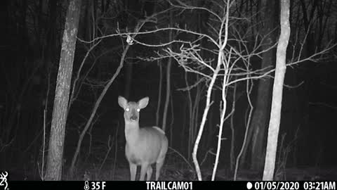 This poor doe has a rather large tumor or growth on her back.