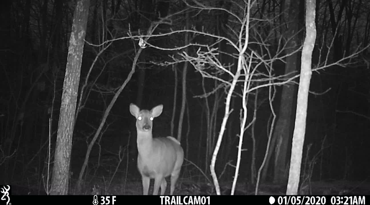 This poor doe has a rather large tumor or growth on her back.