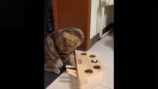 Funny animal video clip (Playing cat)