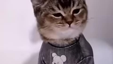 Funny animal