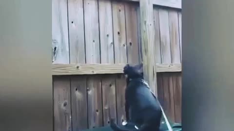 Funny kitty cat laughing moment