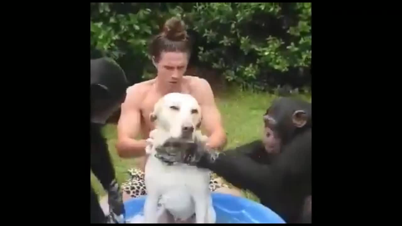 Dog bathing with monkey funny animal video funny dog video