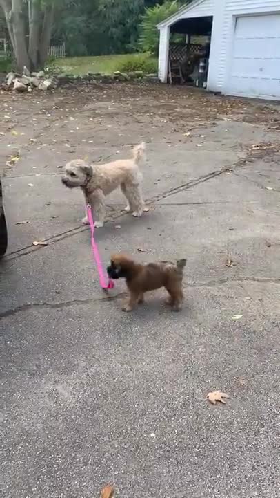 Hilarious! New Puppy Wants To Show You Whos The Boss So Cute!