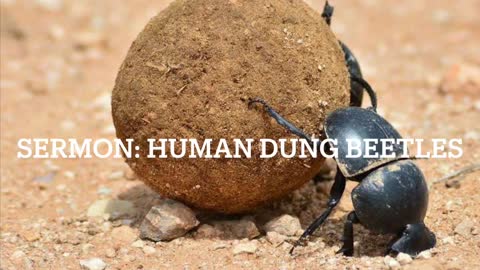 Human Dung Beetles