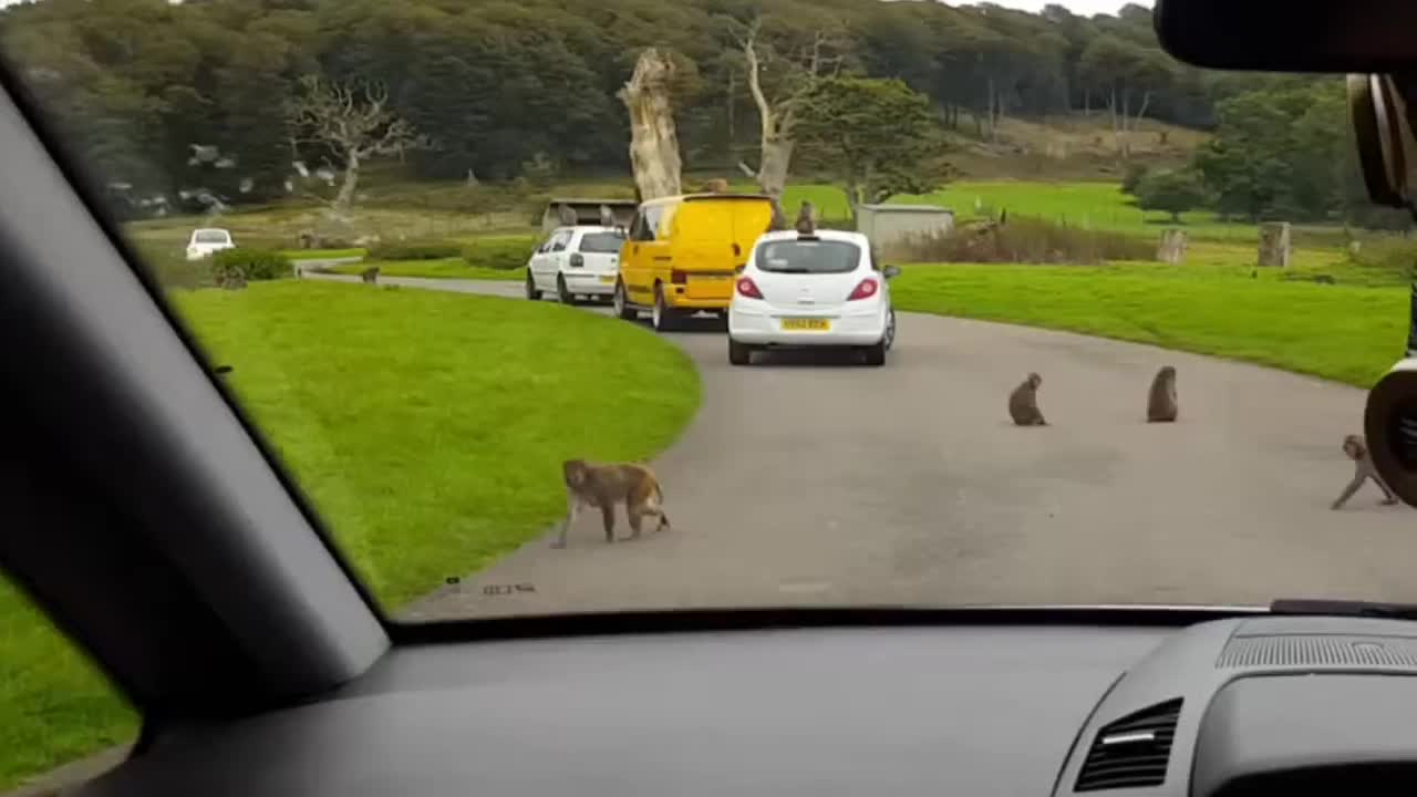 Cheeky monkeys climb cars at Safari Park