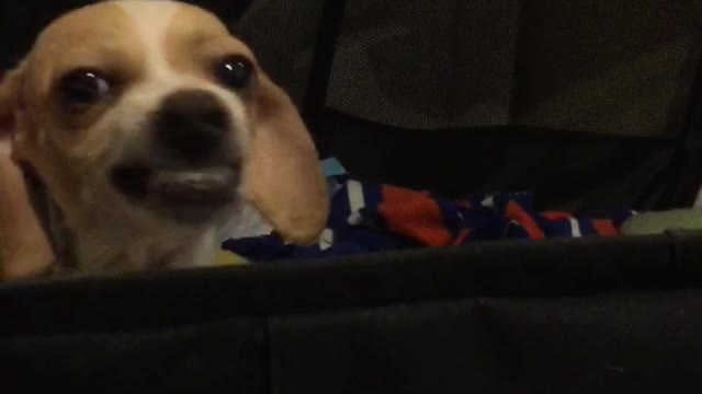 Rescued mother dog learns to smile