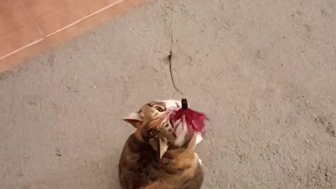 Cat Life