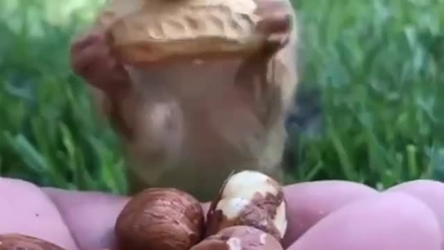 Squirrel Animal4World