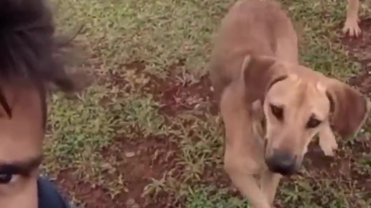 cat playing ,funny cat. funny cat movement