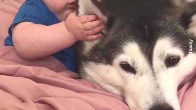 husky and cute baby best friend forever