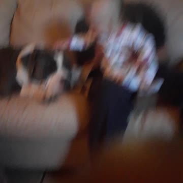 Baby first time petting her doggy