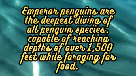 Animal Facts Emperor Penguins #shorts