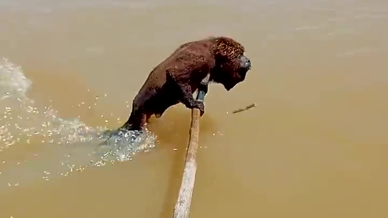 They couldn’t have believe what was swimming