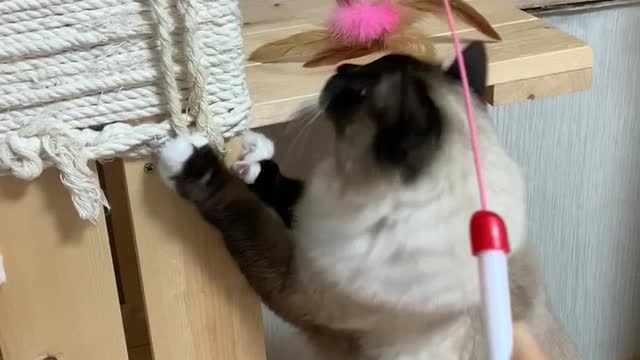 Cat plays bell toy