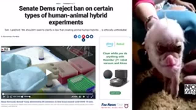 Are Human/Animal Hybridization Experiments Happening?