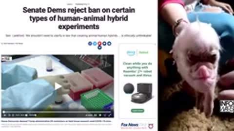Are Human/Animal Hybridization Experiments Happening?