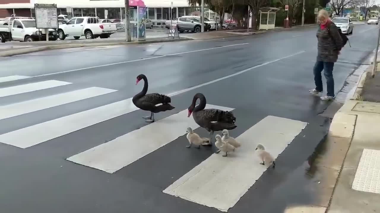 Law-abiding swans