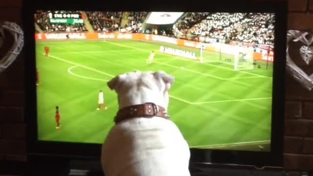 Bulldog ama el fútbol, profundamente compenetrado con partido en TV